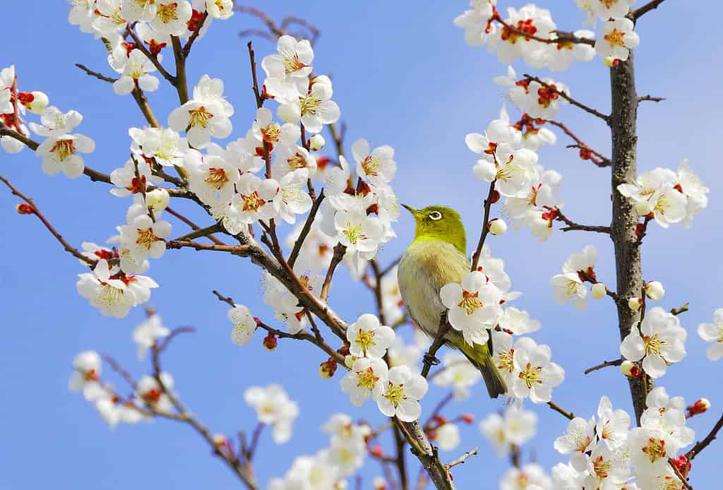 Fiore di susino giapponese