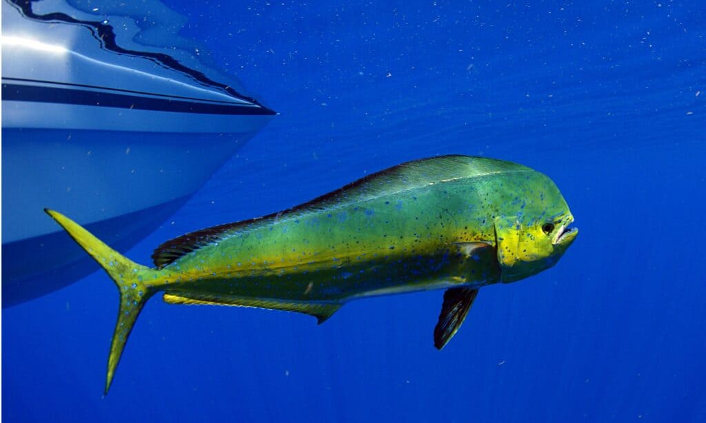 Mahi mahi o lampuga