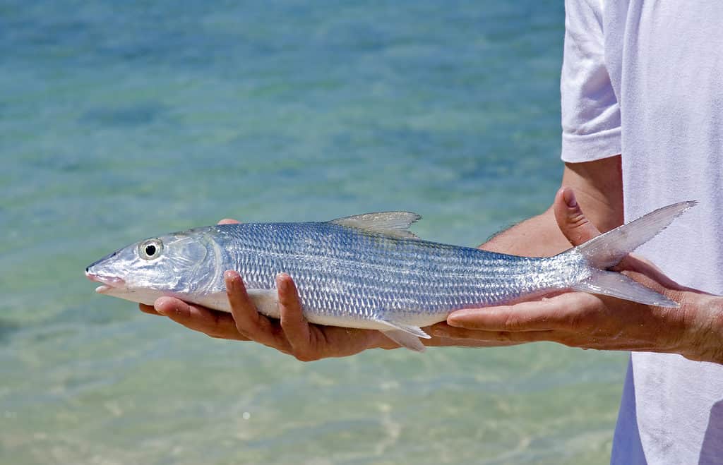 uomini che detengono bonefish fresco catturato a cuba da vicino