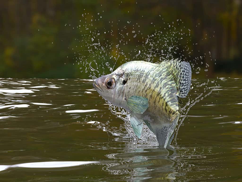 Crappie bianco che salta fuori dall'acqua