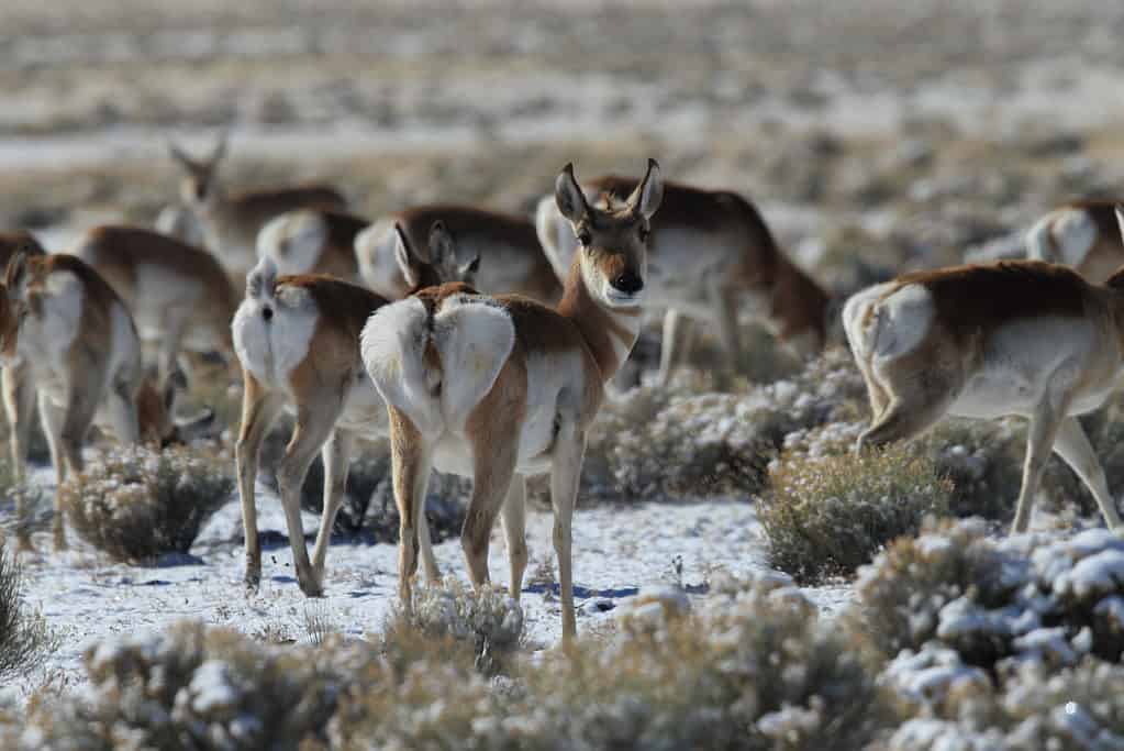 Mandria di pronghorn