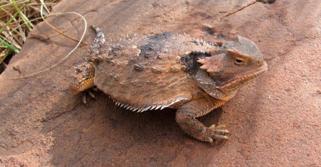 Lucertola a corna corta di montagna maggiore, Phyrnosoma hernandesi, seduta al sole.