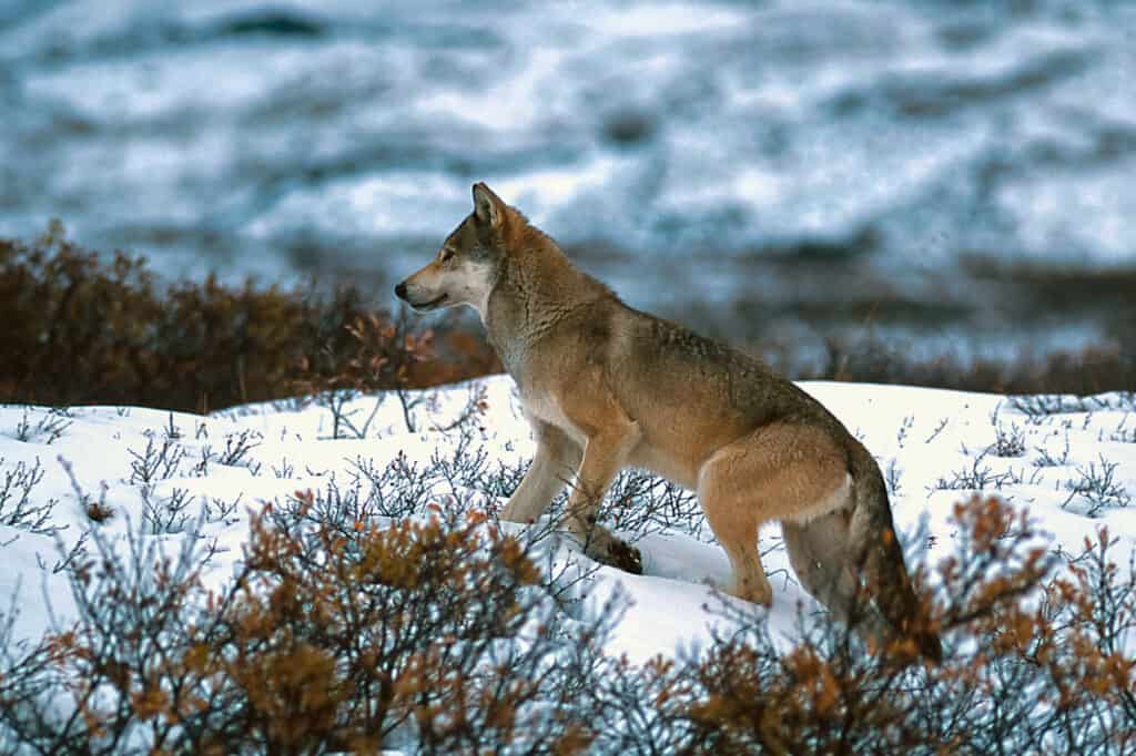 Lupo di legname che cammina nella neve.