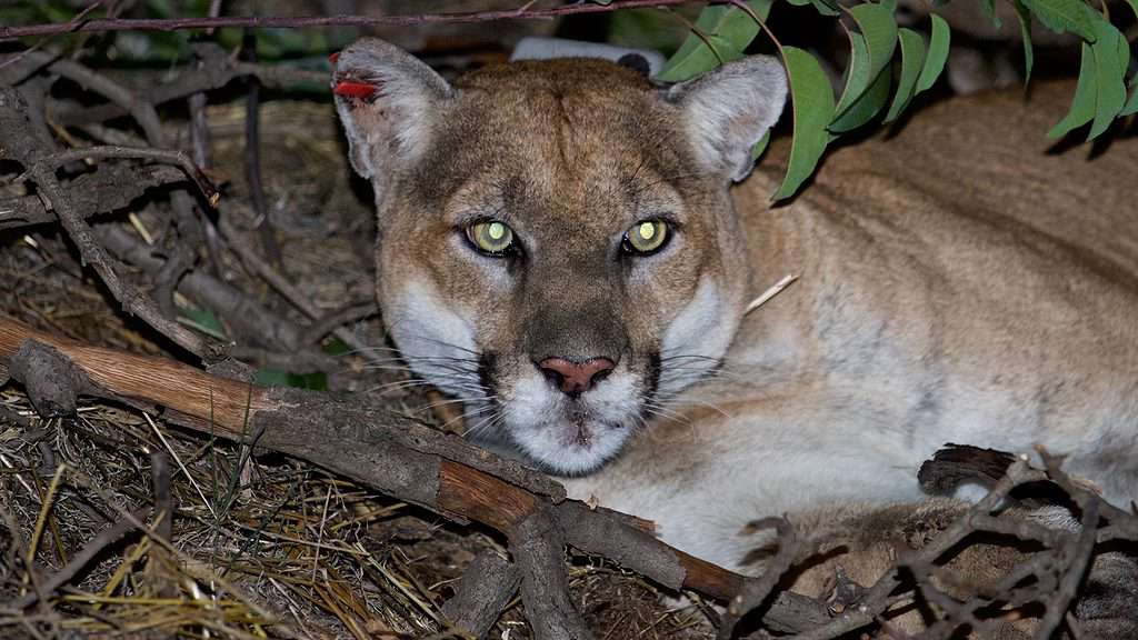 Il leone di montagna P-22 a metà dicembre 2015