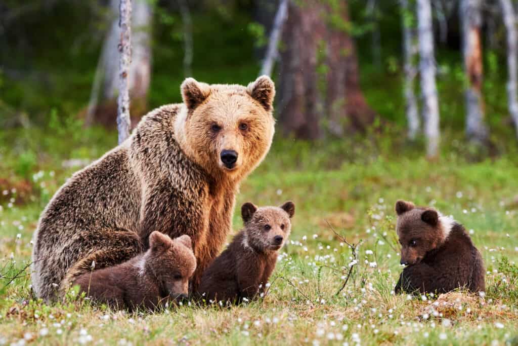 La foresta più grande dell'Alaska