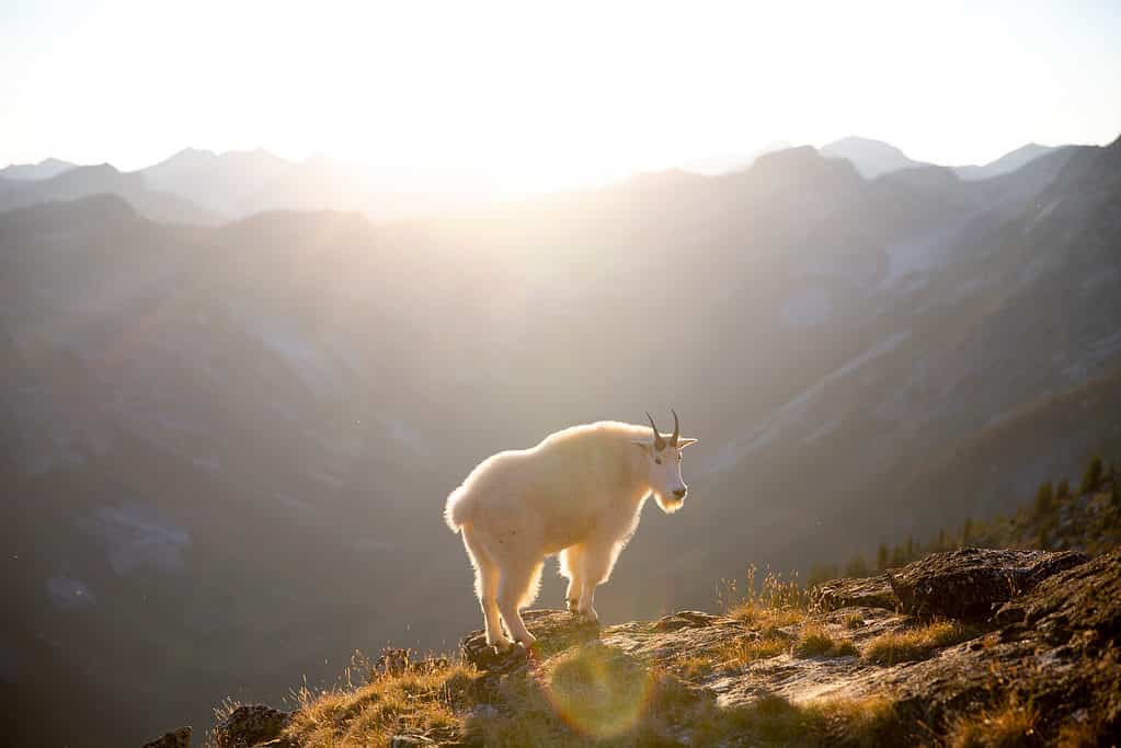 capra di montagna rocciosa