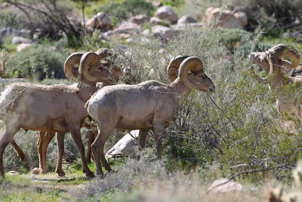 Pecora bighorn del deserto - Ovis canadensis nelsoni
