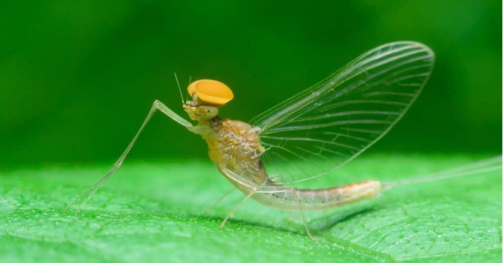Animali con la vita più breve