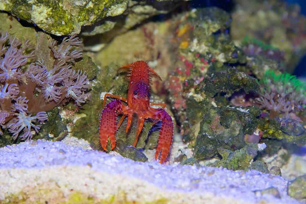 Aragosta di barriera corallina