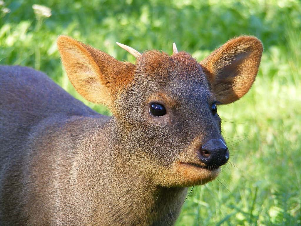 Pudu - La specie di cervo più piccola