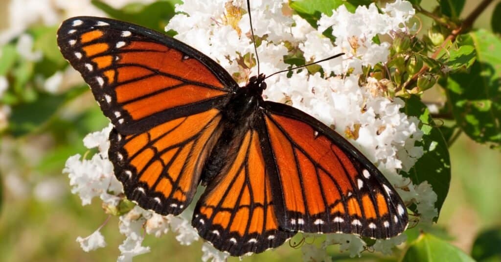Viceré Butterfly Vs Farfalla Monarca