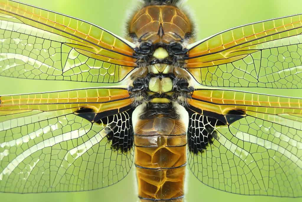 Libellula Skimmer a quattro punti