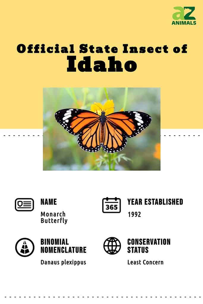 Infografica della farfalla monarca dell'Idaho