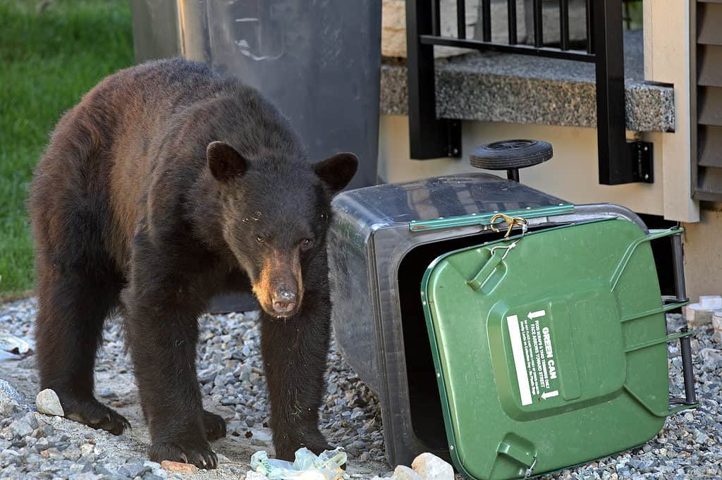 L'orso nero entra nella spazzatura domestica