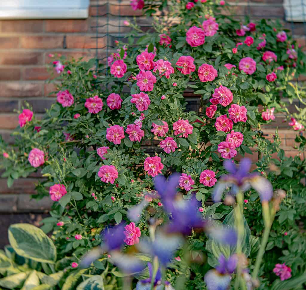 Rosa rampicante William Baffin