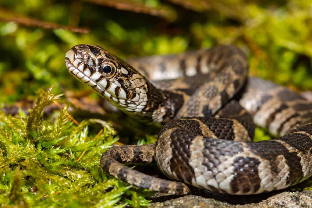 Serpente d'acqua comune
