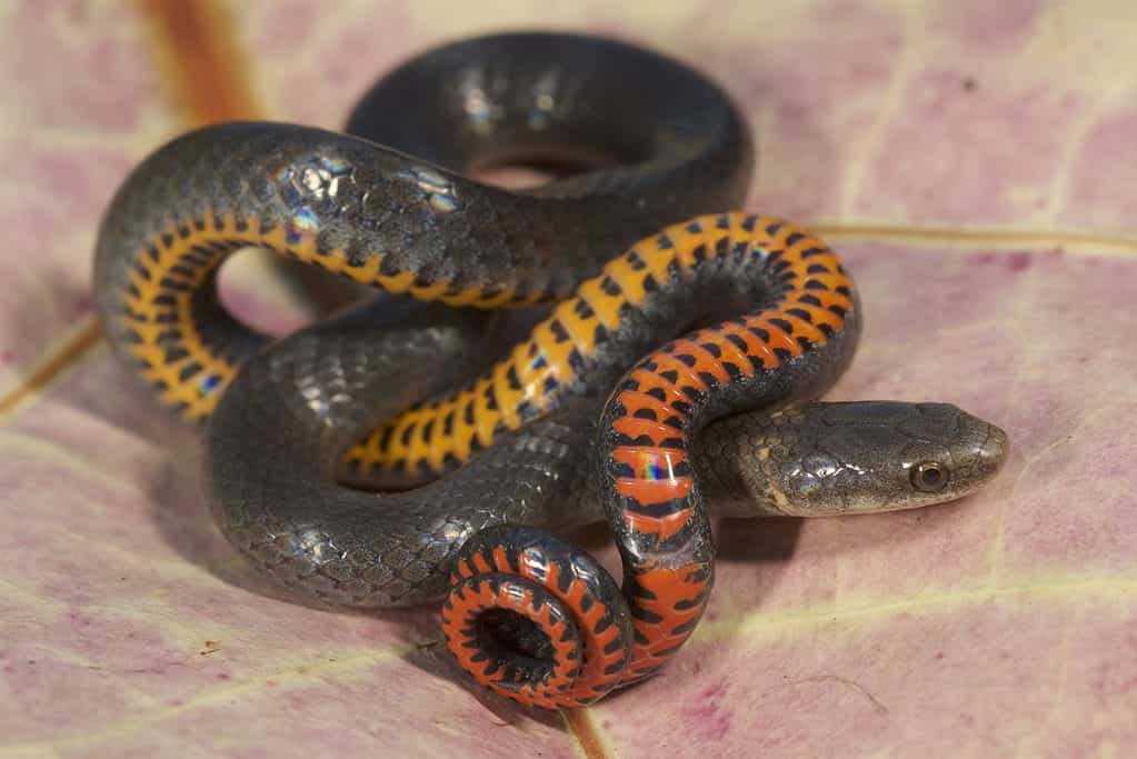 Diadophis punctatus acricus, un serpente nero e giallo trovato in Florida