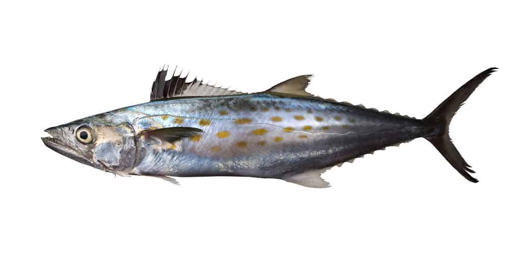 Sgombro spagnolo isolato