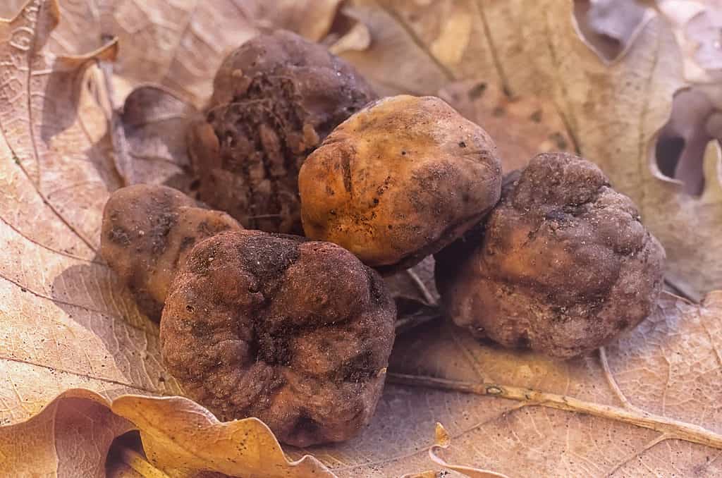 Tartufo bianco
