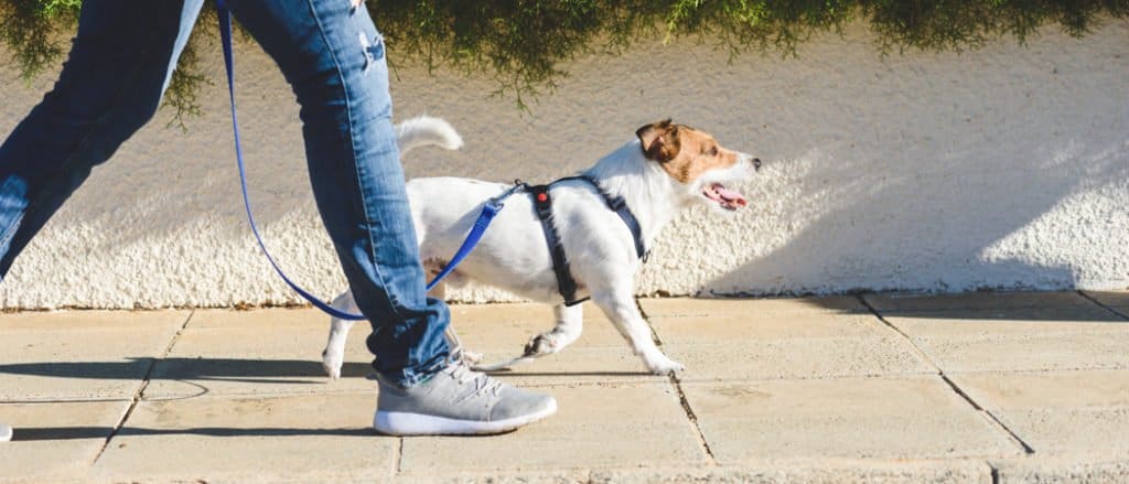 La migliore pettorina per cani