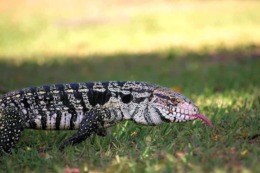 Tegu bianco e nero argentino