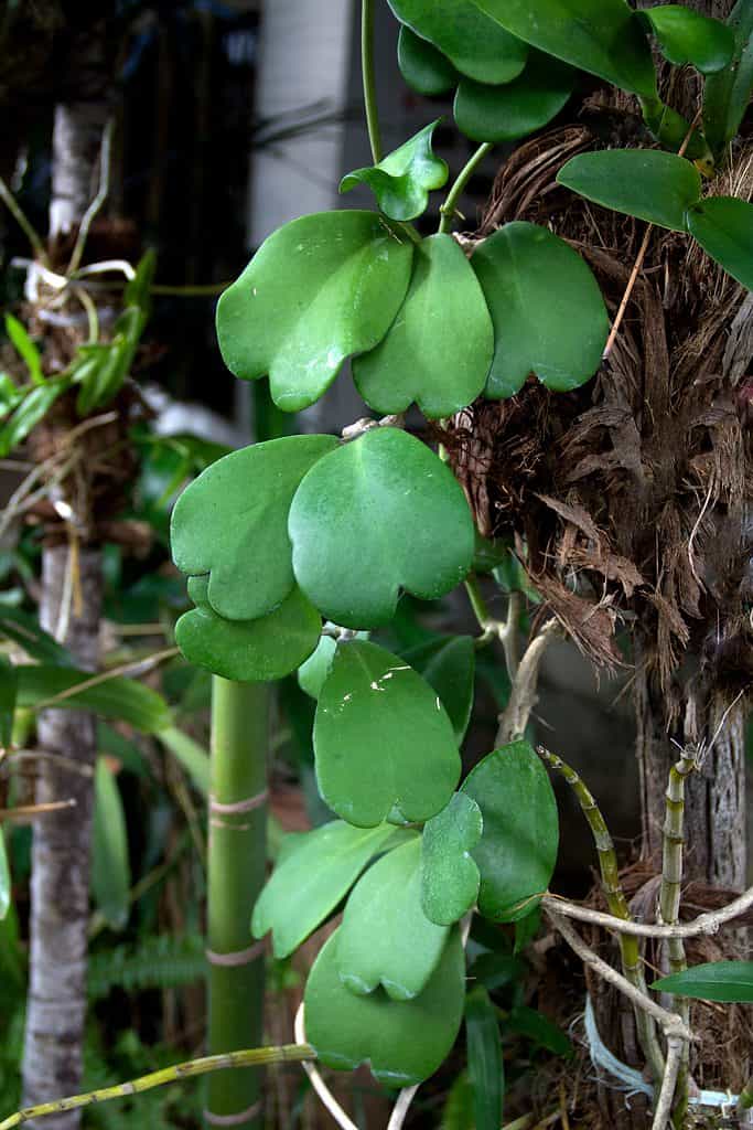 Innamorato hoya viti