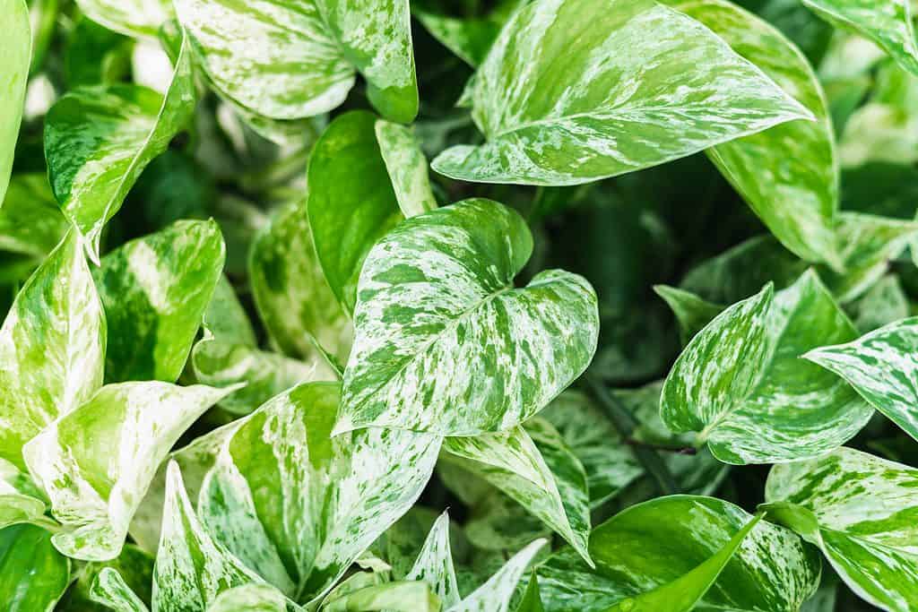 Pothos 'Regina di marmo'