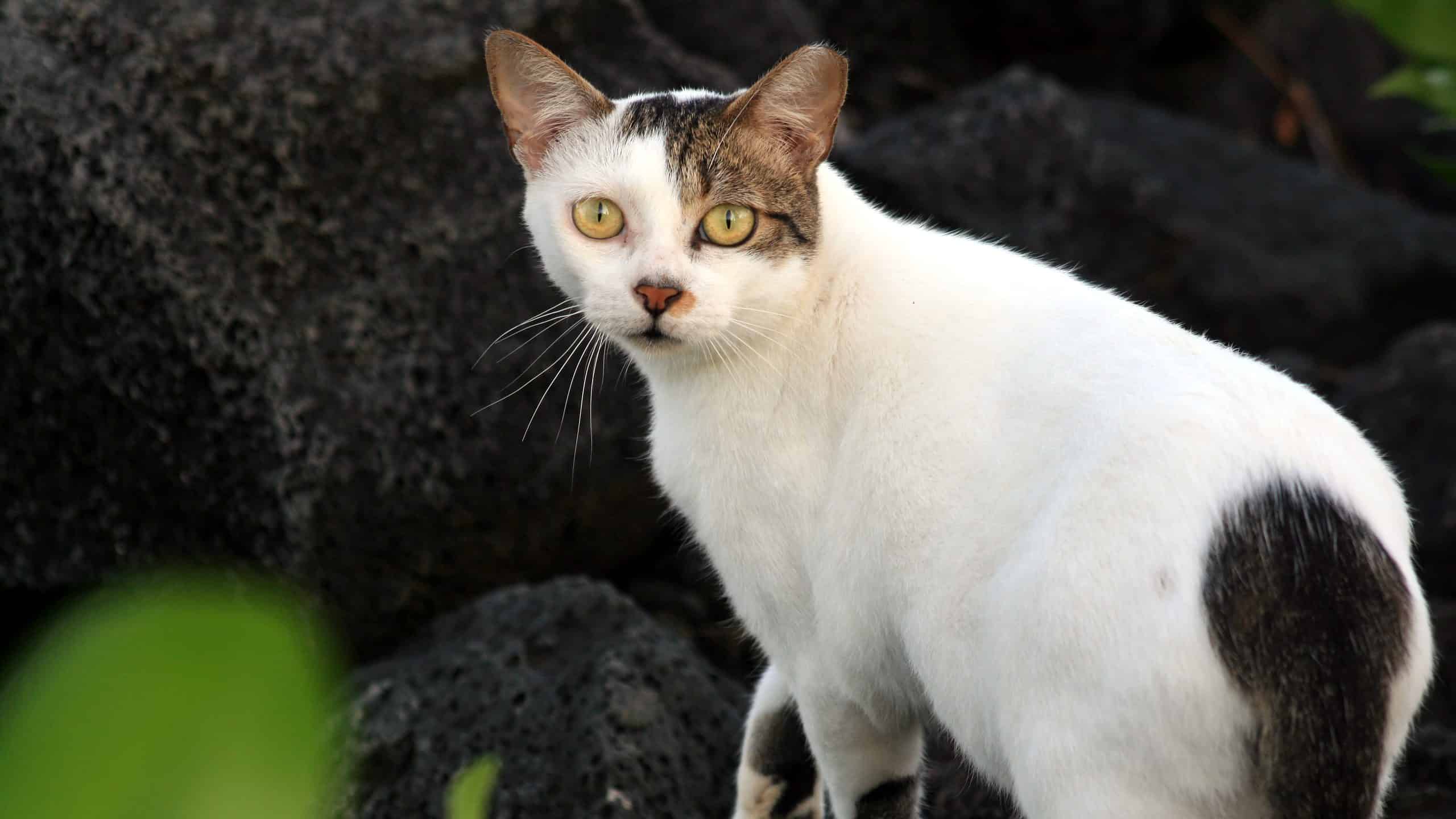 gatto selvatico