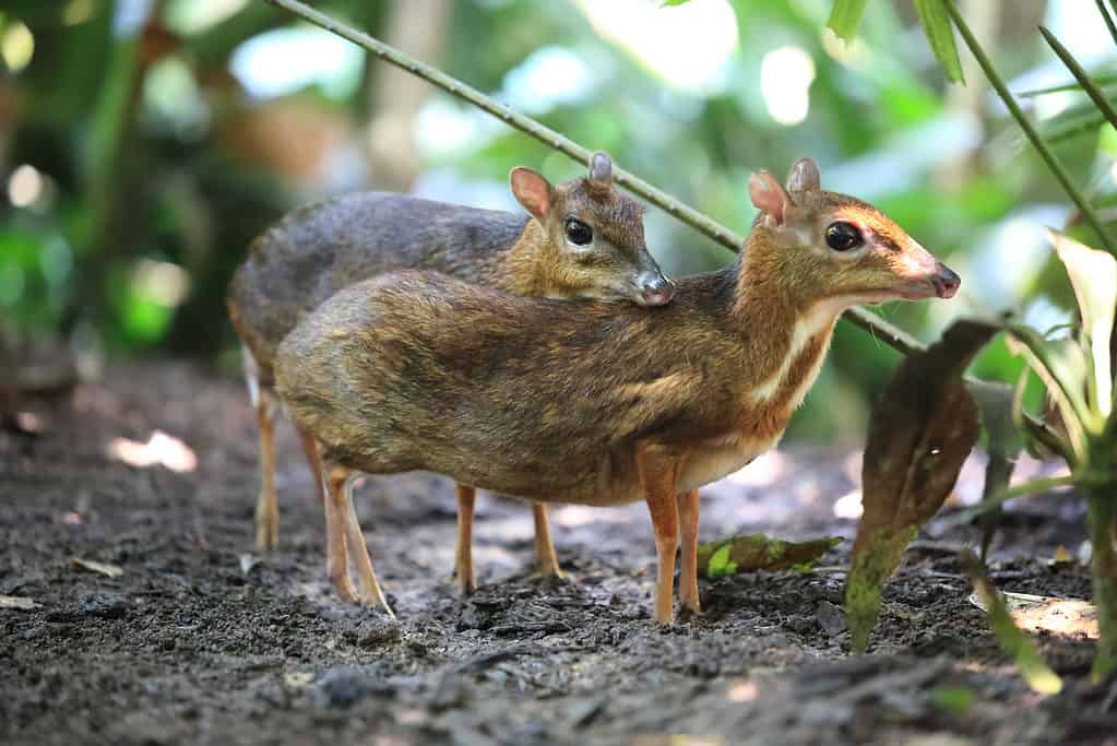 Topo-Cervo (Chevrotain) 1 - Due Topo-Cervo