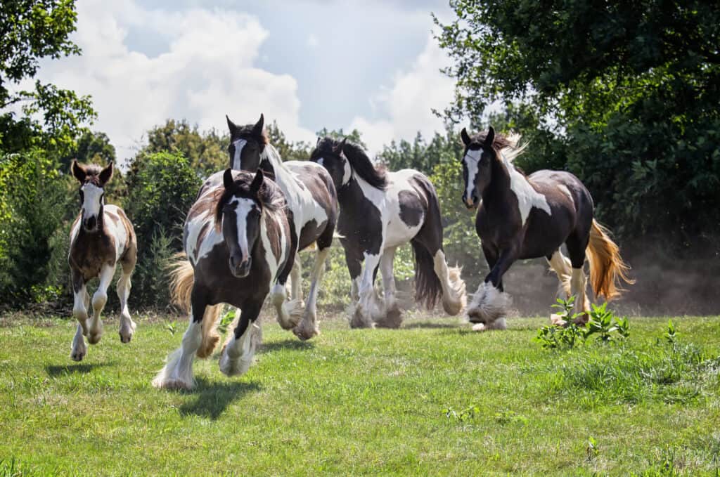 La velocità media di scatto di un cavallo è di circa 40-50 miglia all'ora