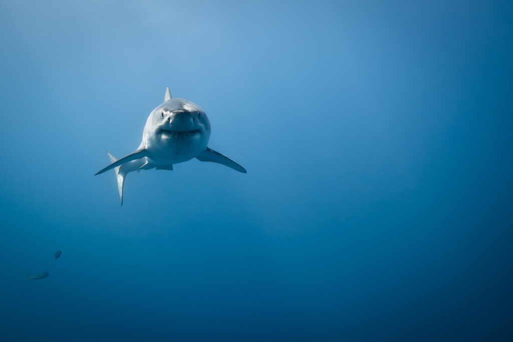 Grande squalo bianco - Carcharodon carcharias, nell'Oceano Pacifico vicino alla costa dell'isola di Guadalupe - Messico.