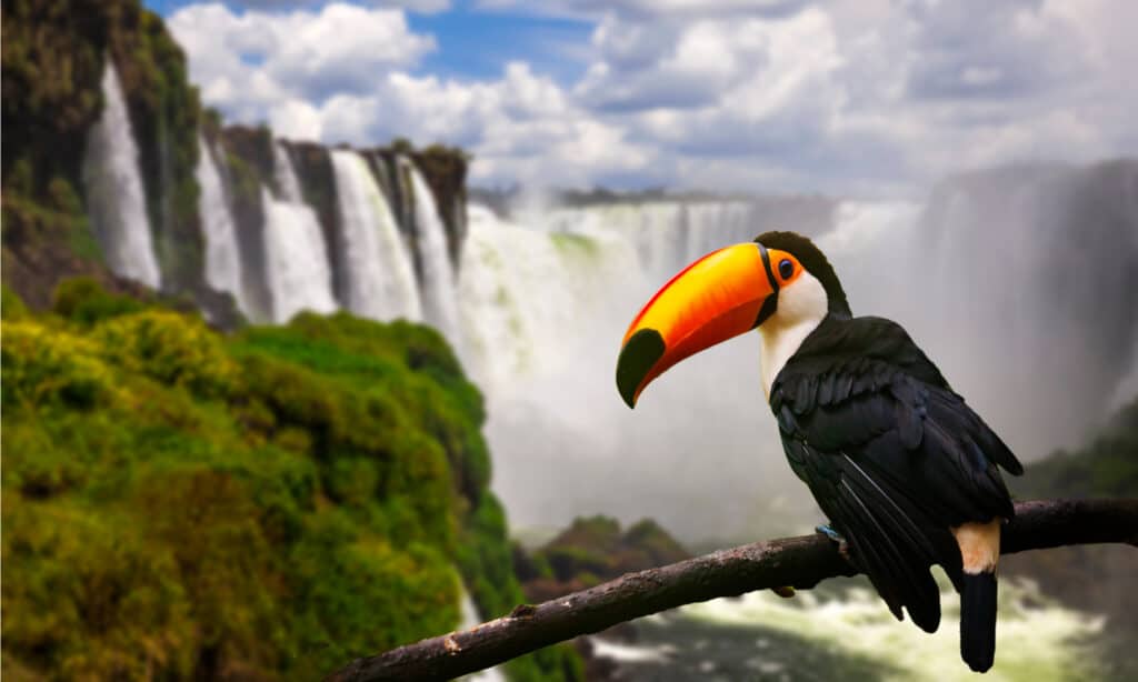 Tucano sullo sfondo delle cascate di Iguazu, Brasile.