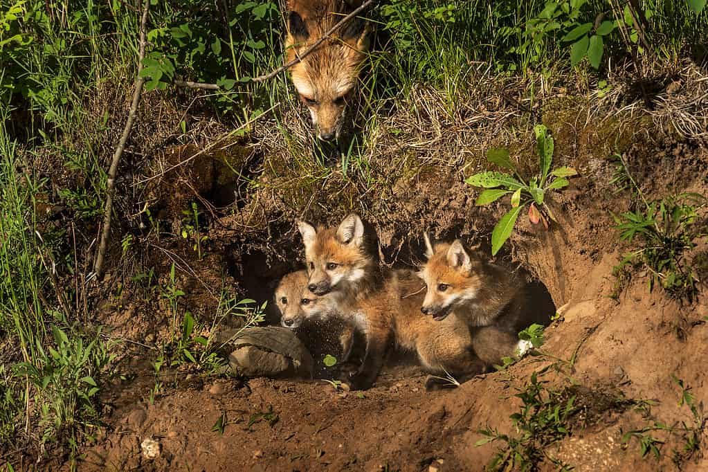 Fox Den con madre volpe e kit di volpe