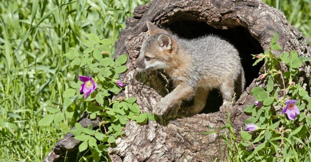 Il kit Grey Fox gioca in un tronco cavo in un prato alpino.