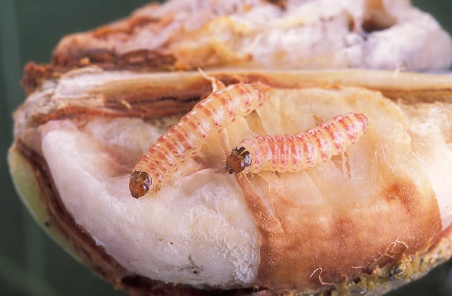 Due larve mature di bollworm rosa su una capsula di cotone decimata I vermi sono rosa con teste marroni.  Sono rivolti a sinistra.  il batuffolo di cotone distrutto è bianco.
