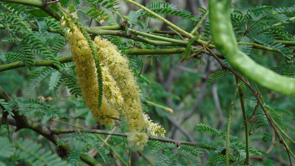 Albero di Kawe
