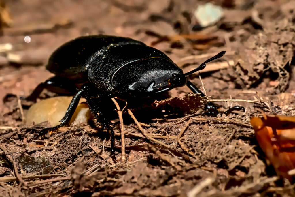 Scarabeo di cervo antilope sul suolo della foresta.