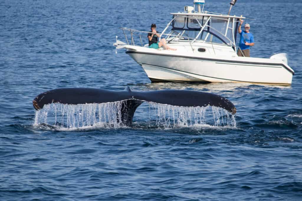 Coda di balena in barca