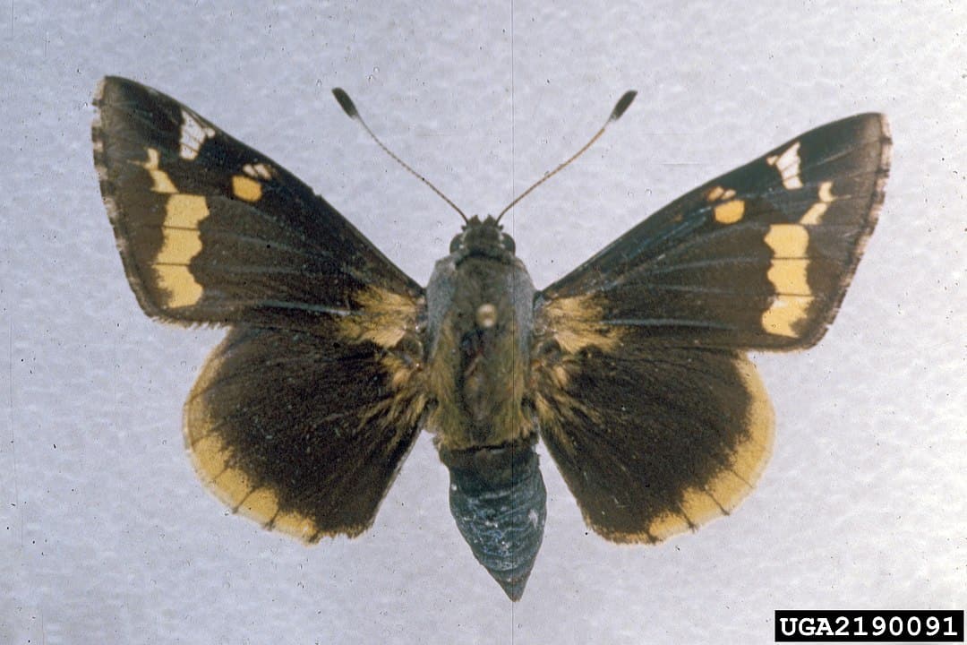 skipper gigante di yucca