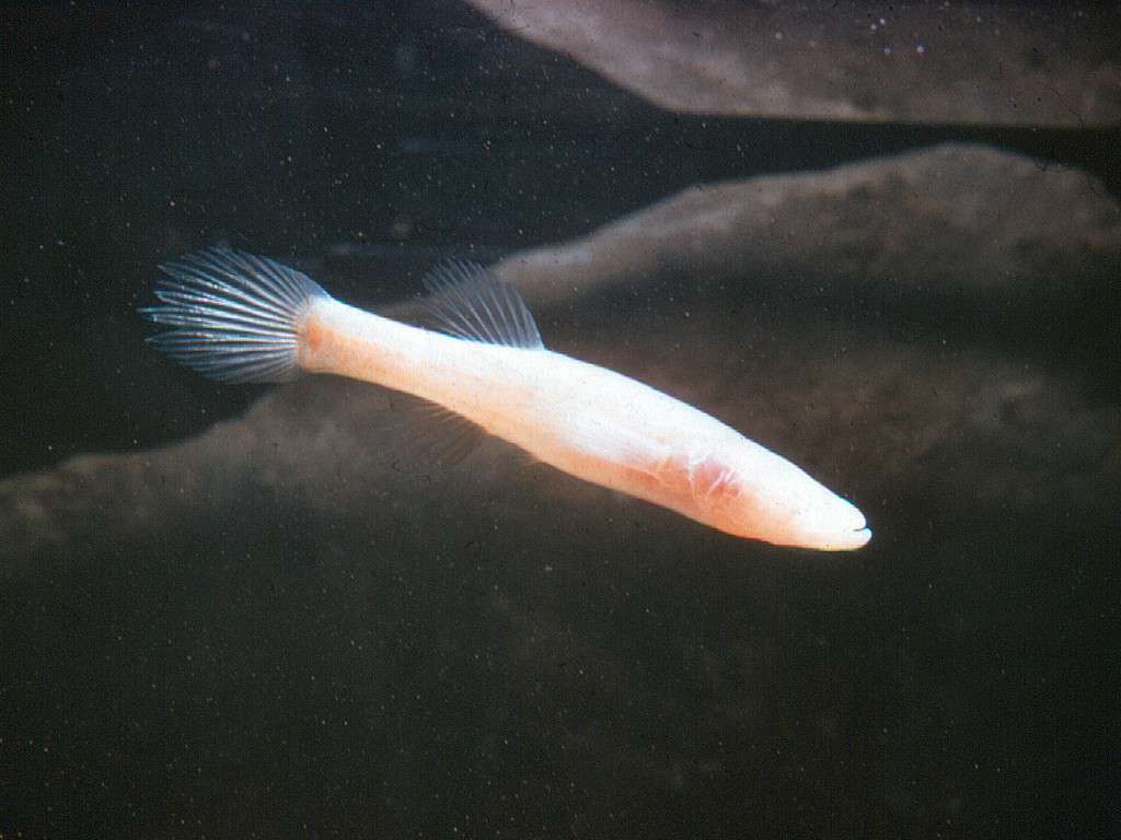 Northern Cavefish nuota nelle acque di Mammoth Cave, Kentucky