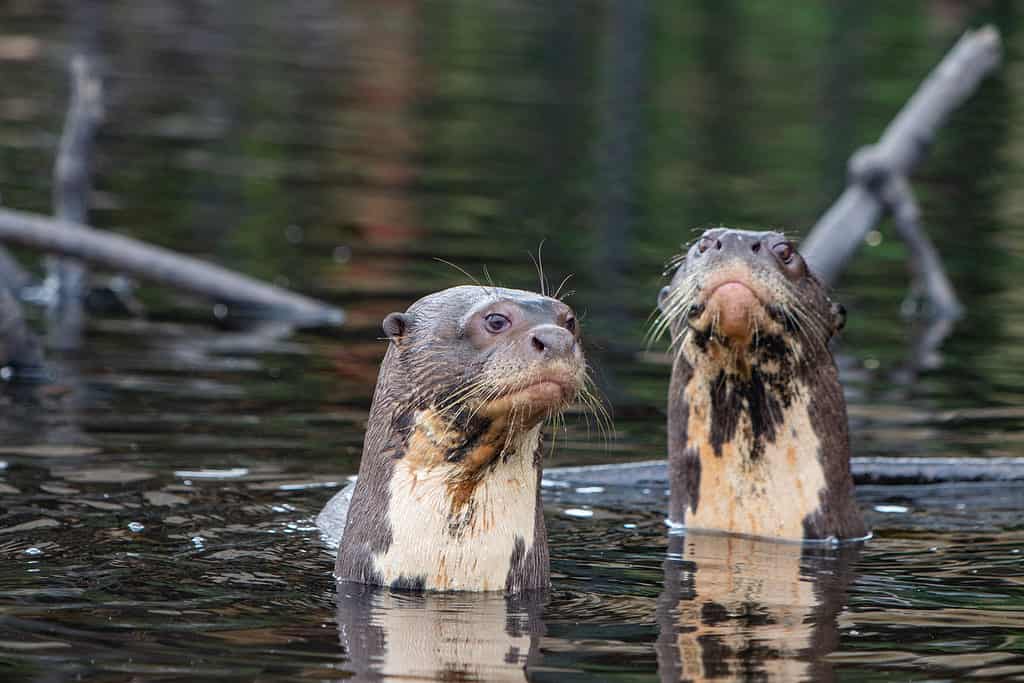 una famiglia di lontra di fiume gigante nella foresta amazzonica dell'Ecuador