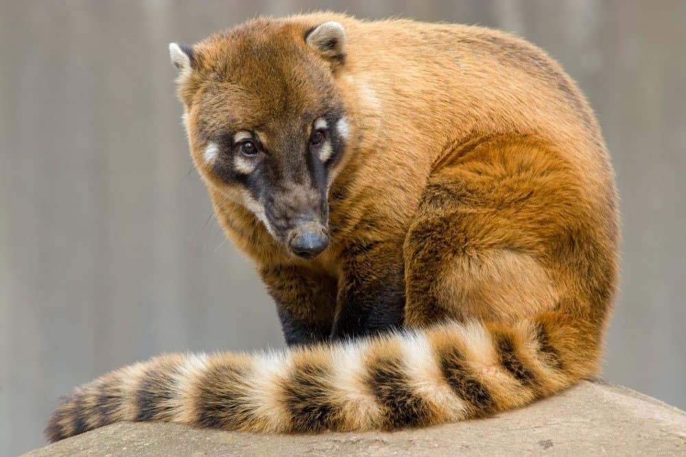 Il coati sudamericano (Nasua nasua) siede da solo