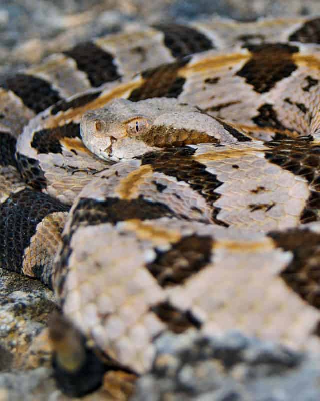Serpente a sonagli di legno