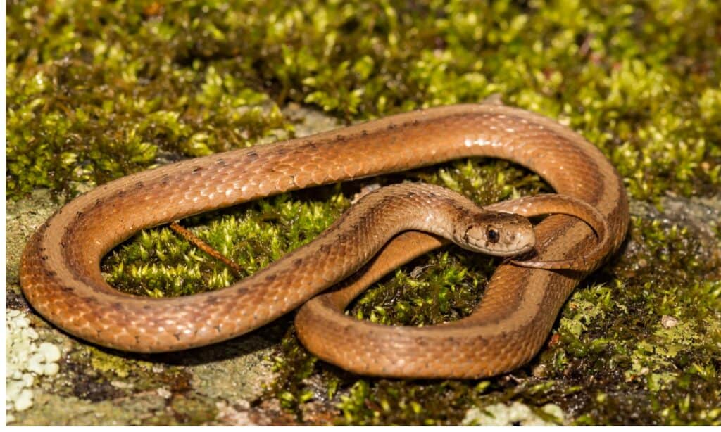 serpente marrone di dekay su sfondo verde