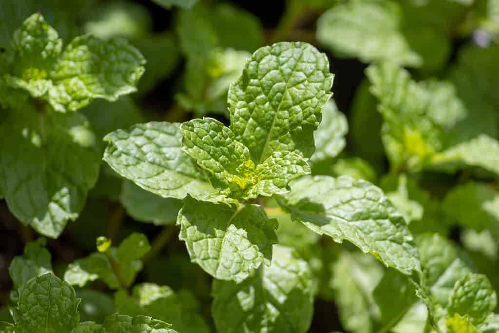 Mentha spicata, menta fragola, piantata in vaso.