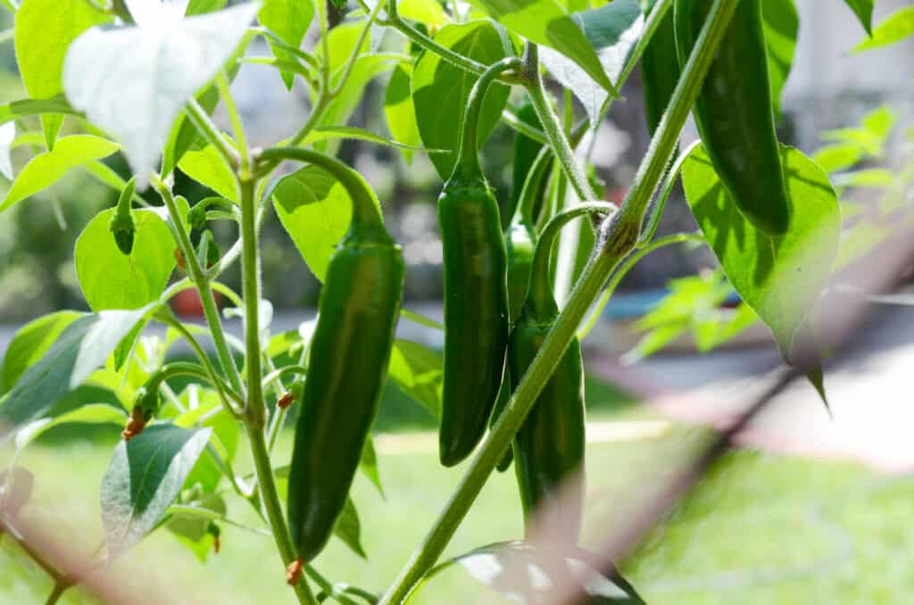 Albero del pepe Jalapeno con gruppo di frutti appesi.