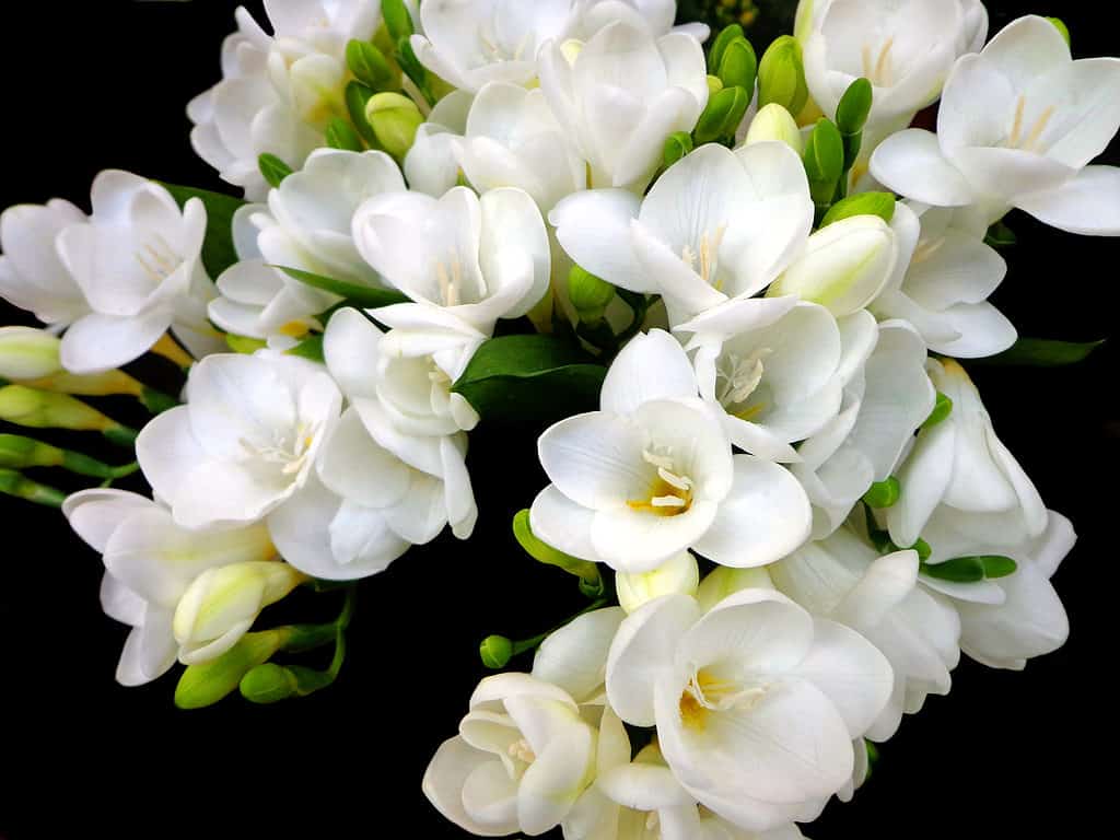 Fiori bianchi di fresia