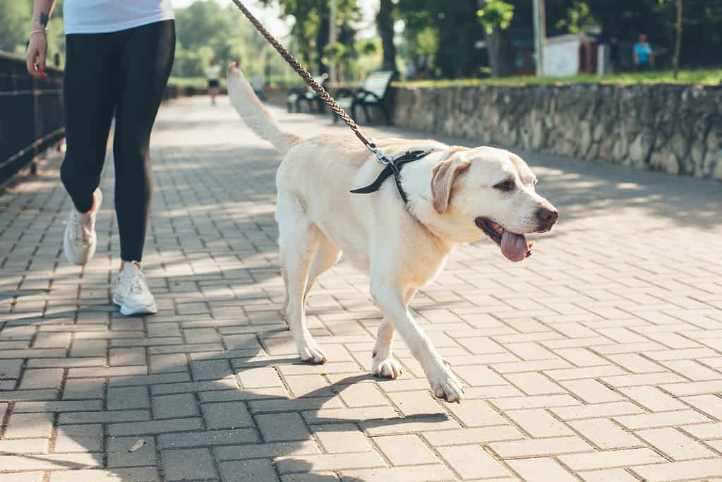 Labrador retriever in una passeggiata con il proprietario.