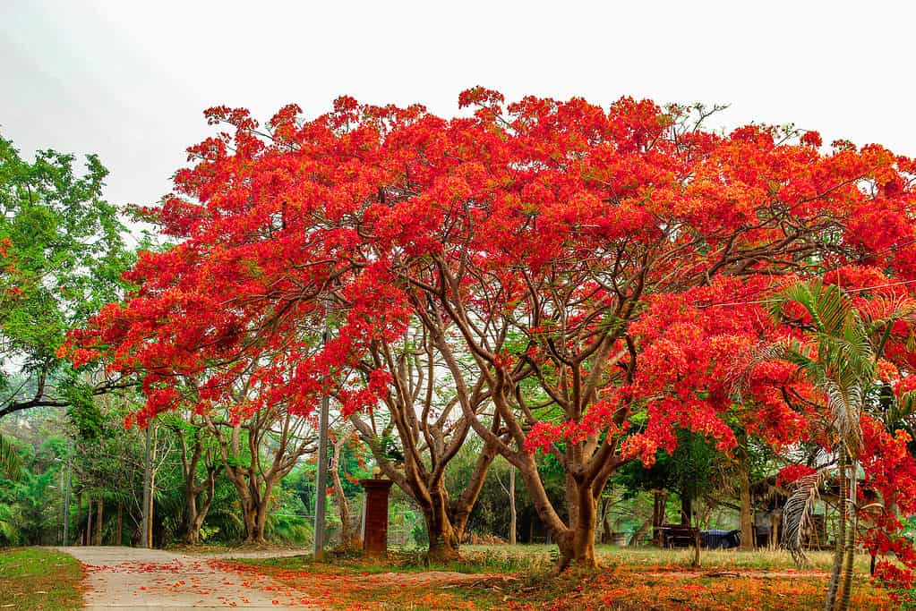 Poinciana Tree - Alberi originari dell'Australia