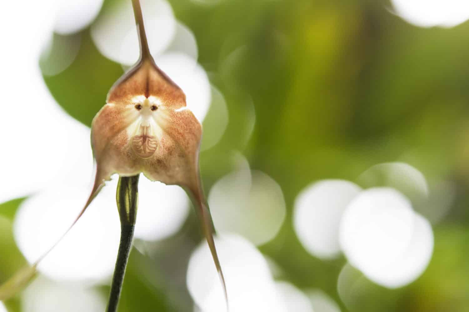 un'orchidea scimmia (sembra la faccia di una scimmia)